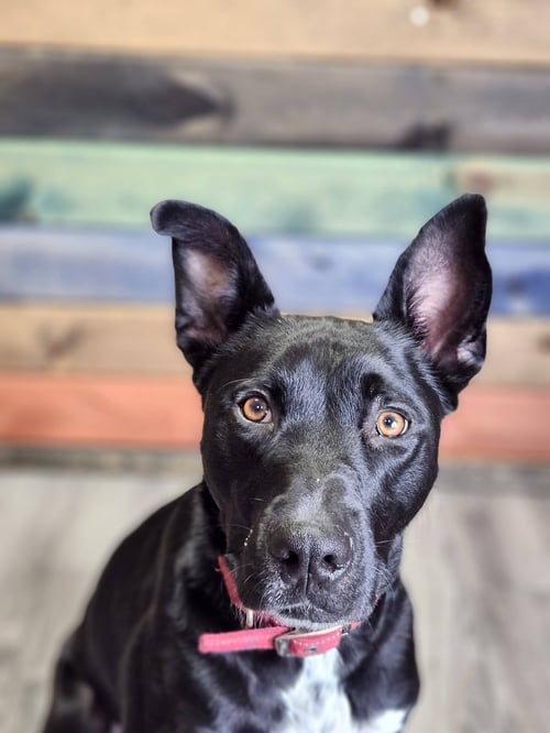 KATO - German Shepherd Dog / Pit Bull Terrier available for adoption