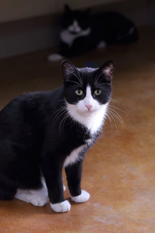 BABY - Domestic Short Hair available for adoption