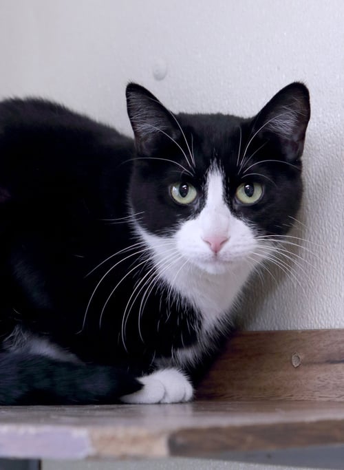 BABY - Domestic Short Hair available for adoption