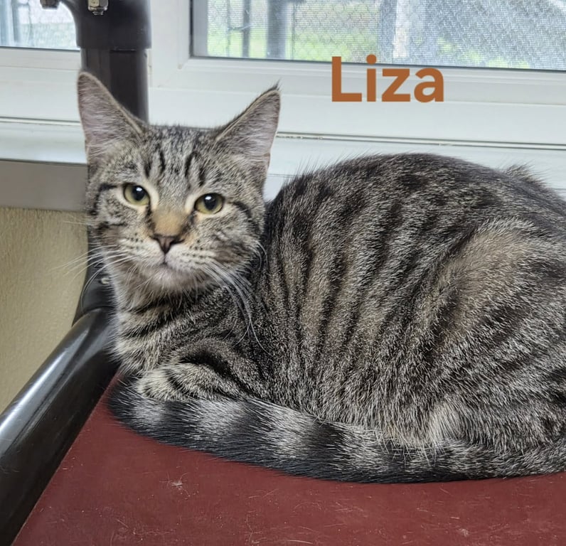 Liza Image