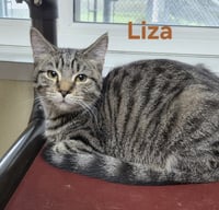 Liza - Photo 1
