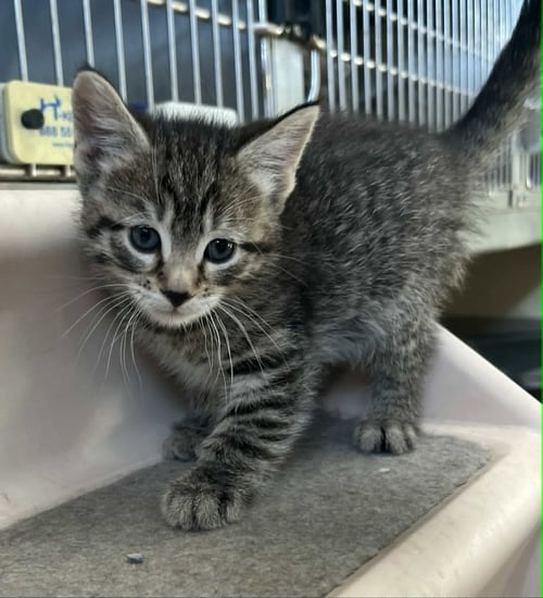 LIZA - Tiger / Domestic Short Hair available for adoption