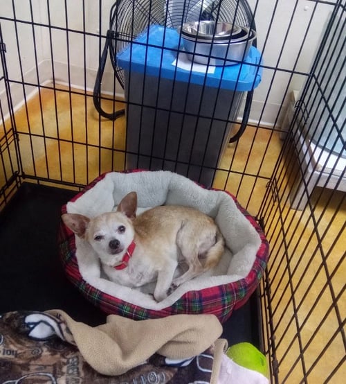 KATATIN (MANY APPLICATIONS) - Chihuahua available for adoption