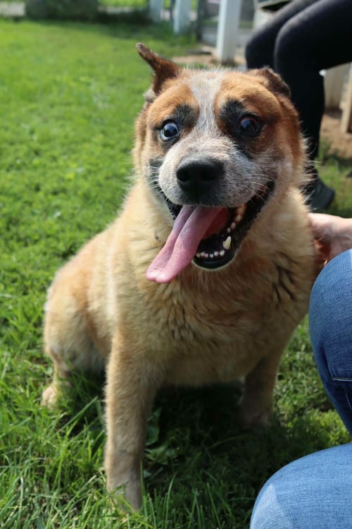 DARROW - Red Heeler / Corgi available for adoption