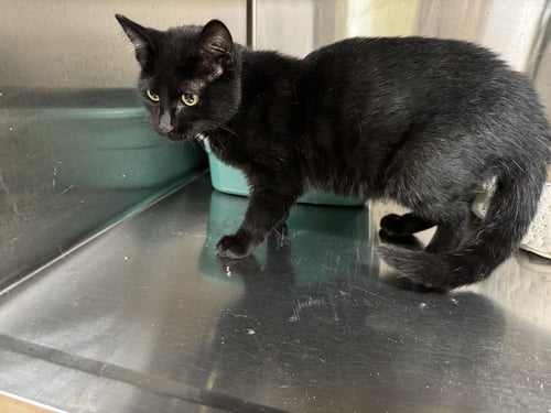 TAMMI - Domestic Short Hair available for adoption