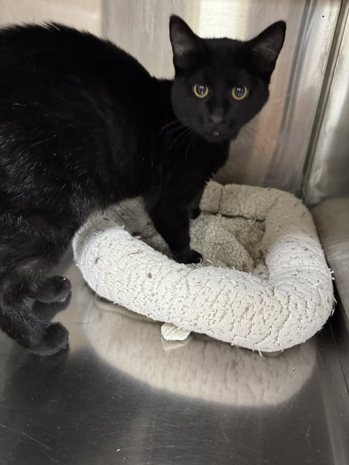 TAMMI - Domestic Short Hair available for adoption