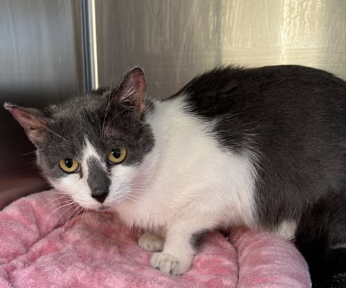 IRMA - Domestic Short Hair available for adoption