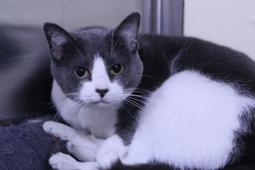 JAVVY - Domestic Short Hair available for adoption