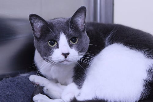 JAVVY - Domestic Short Hair available for adoption