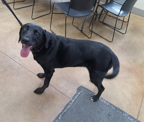 LUCY - Black Labrador Retriever available for adoption