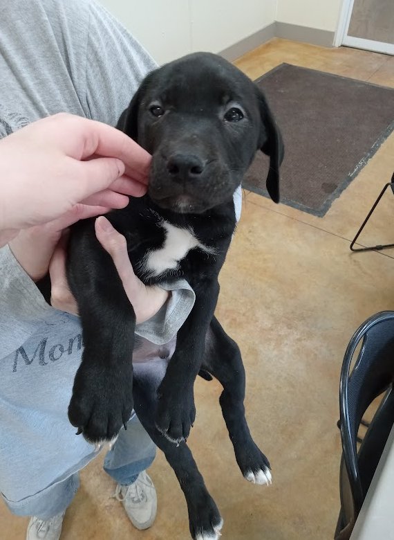 MCKAY - Pit Bull Terrier / Labrador Retriever for adoption in Rochester