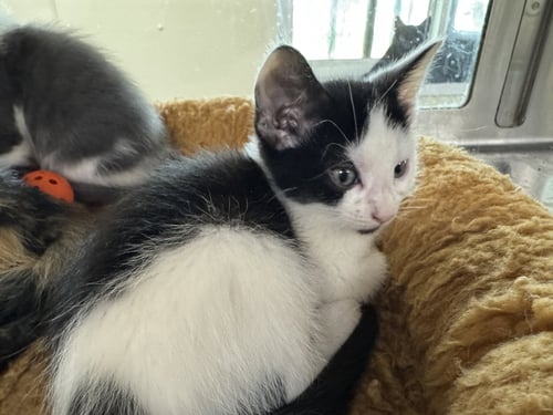 HERMIE - Domestic Short Hair available for adoption