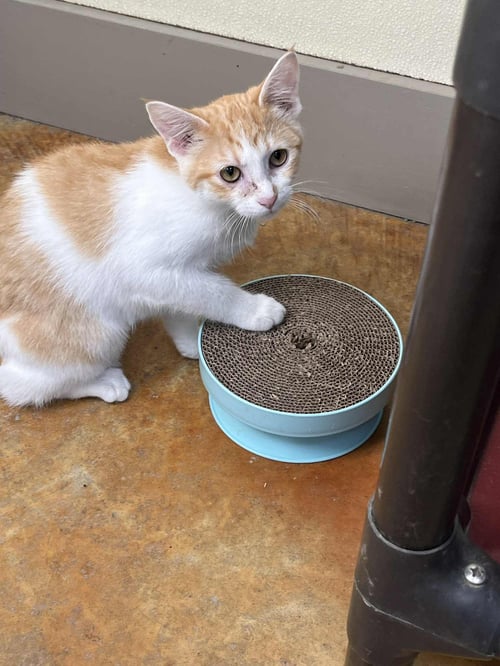 PEEPS - Domestic Short Hair available for adoption