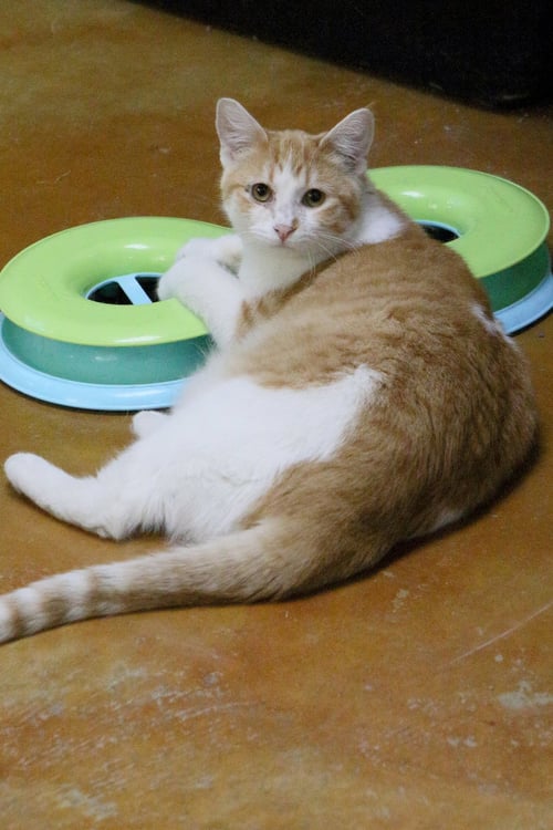 PEEPS - Domestic Short Hair available for adoption