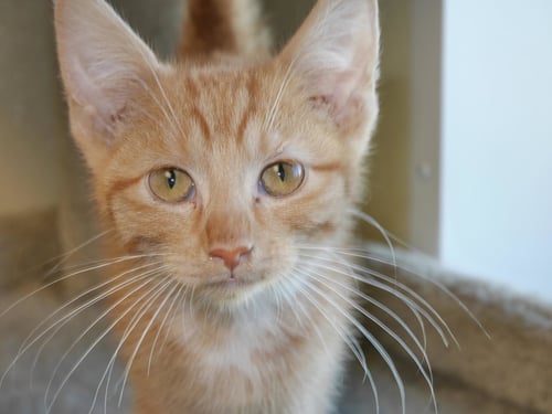 SUPERMAN II - Tiger / Domestic Short Hair available for adoption