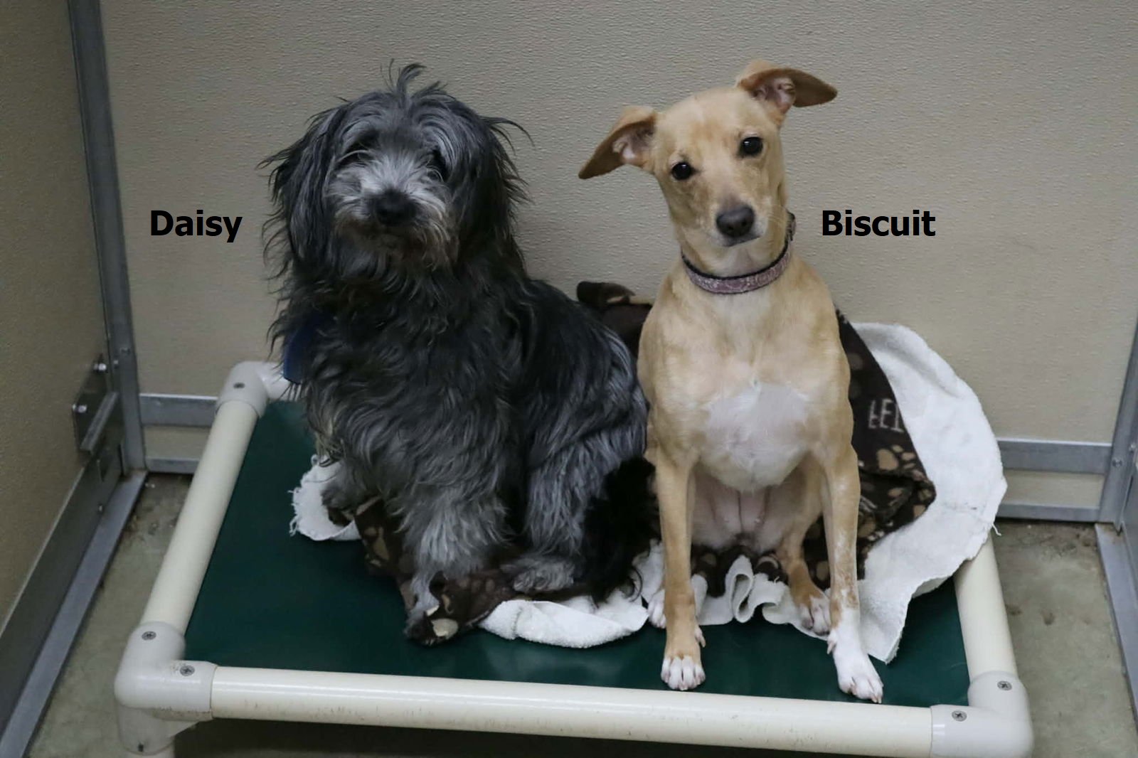 DAISY (BONDED WITH BISCUIT) - Poodle (unknown type) / Terrier available for adoption