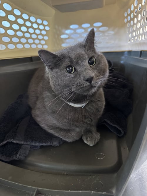 DEVLIN - Domestic Short Hair available for adoption