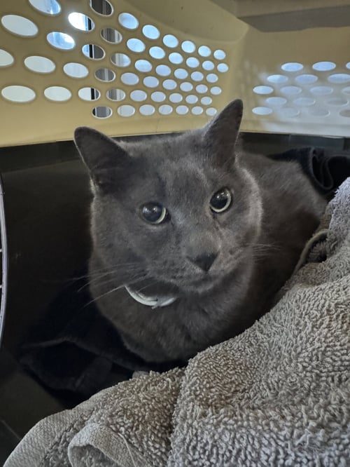 DEVLIN - Domestic Short Hair available for adoption