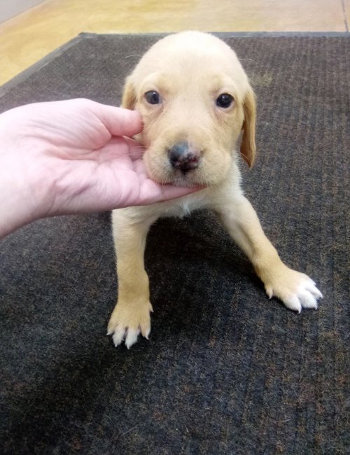 BURDOCK - Hound / Retriever available for adoption