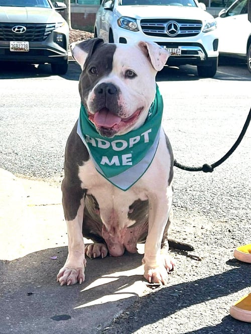 RAYNA - American Bulldog available for adoption