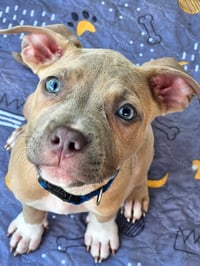 Clyde (puppy) - Photo 1