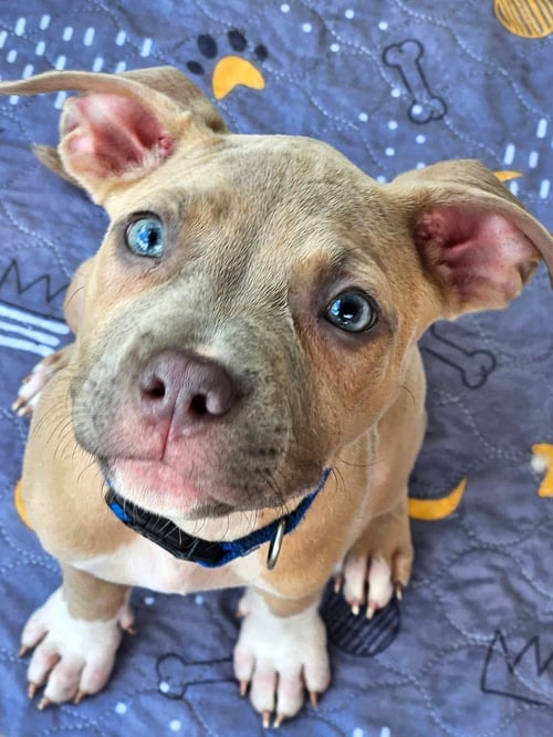 CLYDE (PUPPY) - Pit Bull Terrier available for adoption