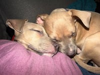 Clyde (puppy) - Photo 4