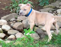 Clyde (puppy) - Photo 5
