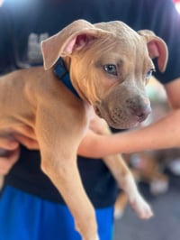 Clyde (puppy) - Photo 2