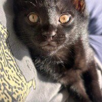 GULLY - Domestic Short Hair available for adoption
