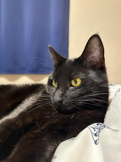 SCAR - Domestic Short Hair available for adoption