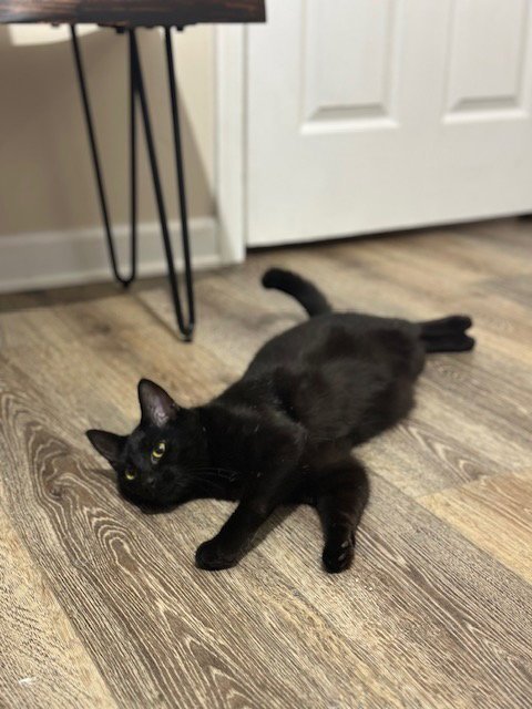 SCAR - Domestic Short Hair available for adoption