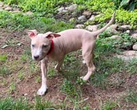 Bonnie (puppy) - Photo 5