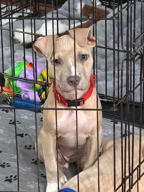 BONNIE (PUPPY) - Pit Bull Terrier available for adoption