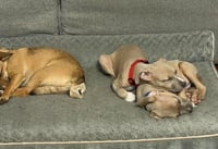 Bonnie (puppy) - Photo 4