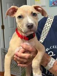 Bonnie (puppy) - Photo 6