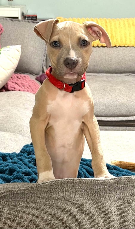 Bonnie (puppy) Image