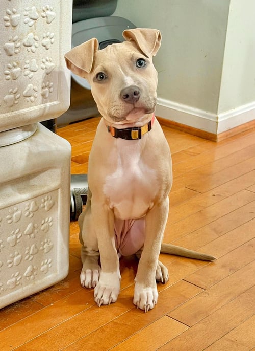 BONNIE (PUPPY) - Pit Bull Terrier available for adoption