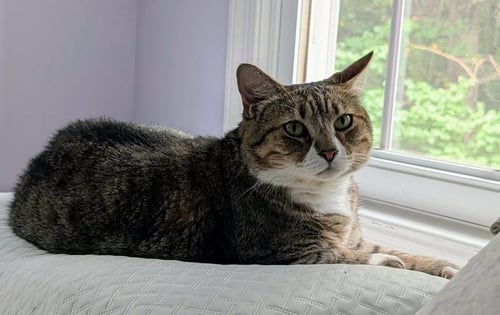 MABEL - Domestic Short Hair / Tabby available for adoption