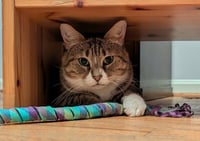 Mabel - Photo 4