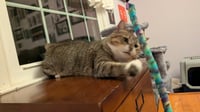 Mabel - Photo 8