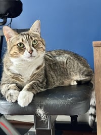 Mabel - Photo 11