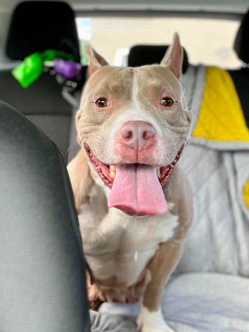 JOLENE (FKA SUGAR) - Pit Bull Terrier available for adoption