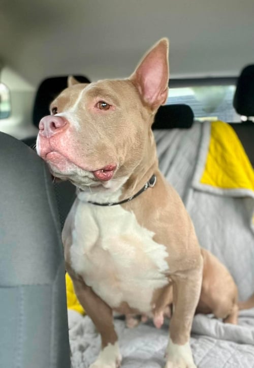 JOLENE (FKA SUGAR) - Pit Bull Terrier available for adoption