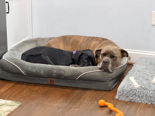 PEPPA - Cane Corso Mastiff / Pit Bull Terrier available for adoption