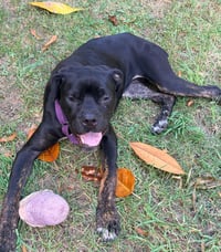 Peppa - Photo 5