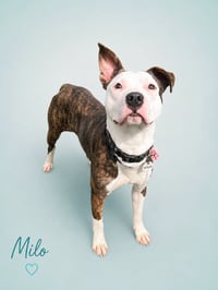 Milo - Photo 5