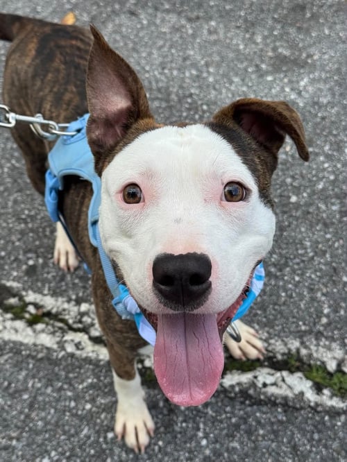 MILO - Pit Bull Terrier available for adoption