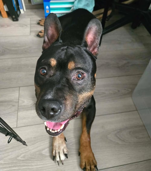 BRONX - Pit Bull Terrier available for adoption
