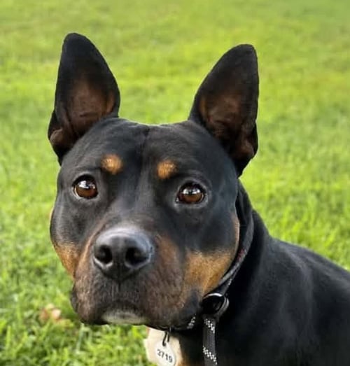 BRONX - Pit Bull Terrier available for adoption